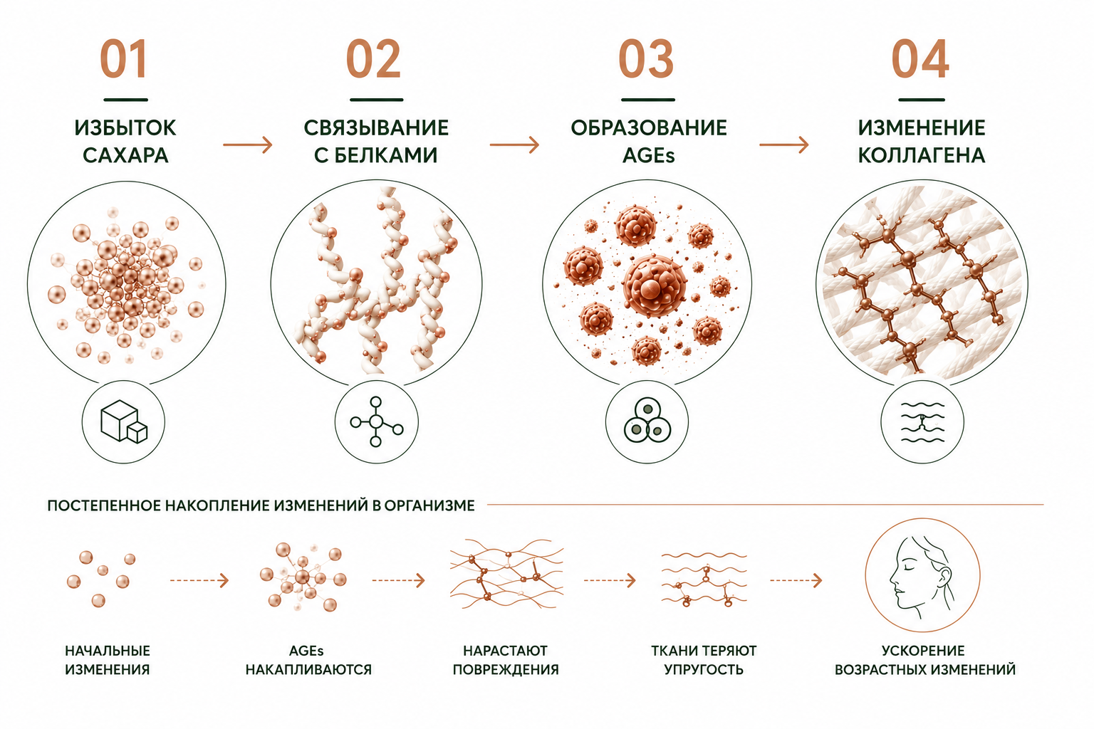 Гликирование: как сахар разрушает коллаген и&nbsp;ускоряет старение