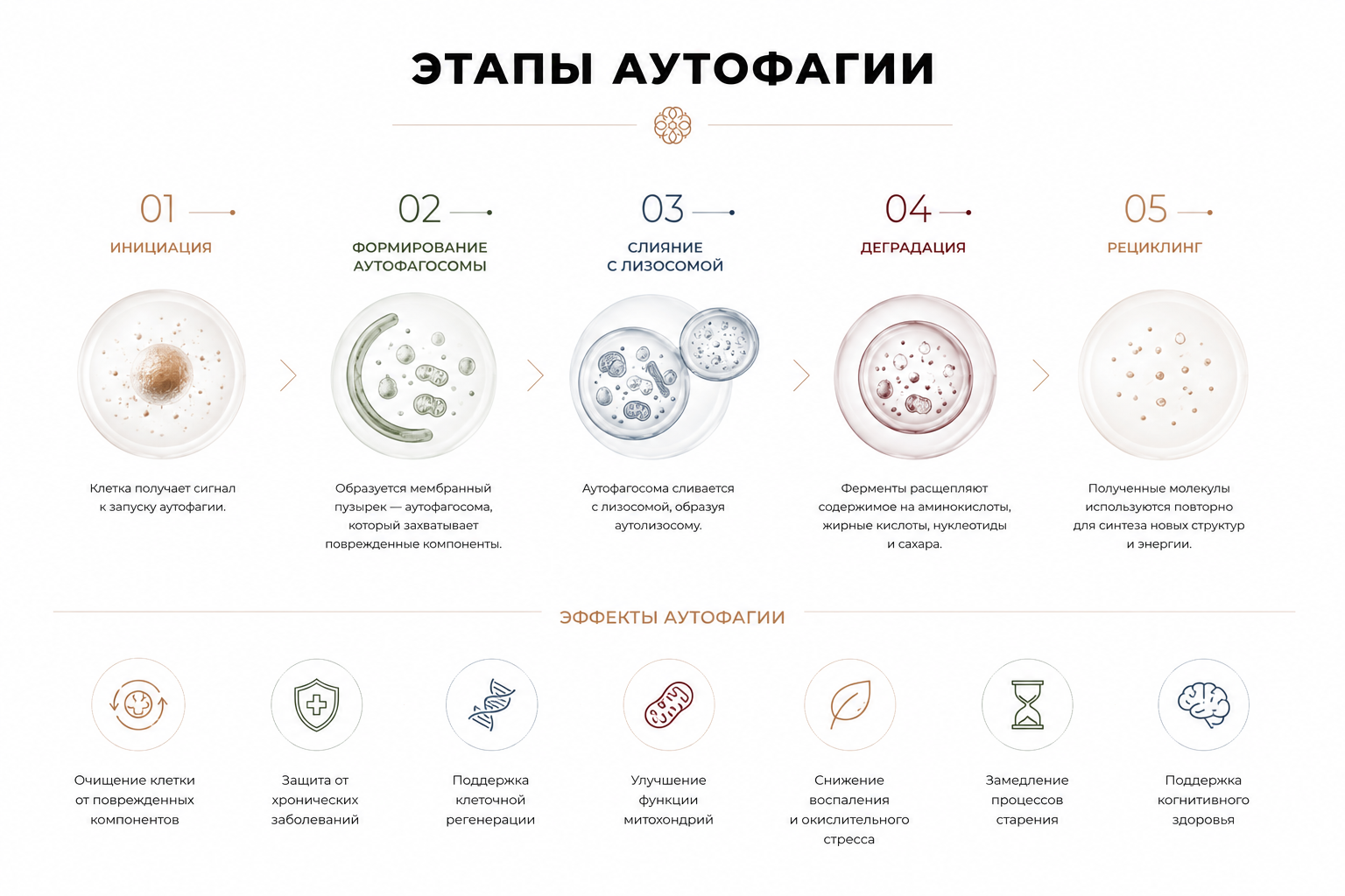 «Диета долголетия»: как работает FMD и что говорит наука