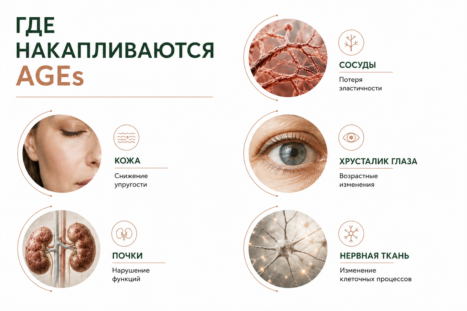 Гликирование: как сахар разрушает коллаген и&nbsp;ускоряет старение